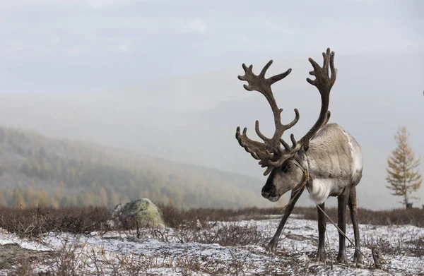 Vackra renar i snötäckta taiga — Stockfoto