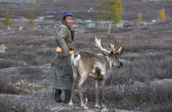 Tsaatan homem com renas em taiga — Fotografia de Stock