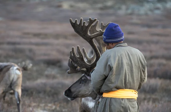 Tsaatan человек с северным оленем в тайге — стоковое фото