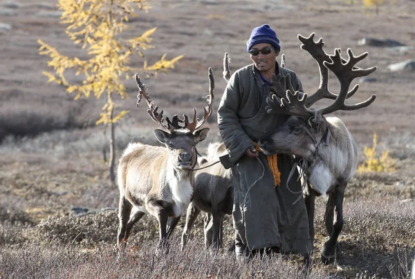 Tsaatan man met rendieren in de taiga — Stockfoto