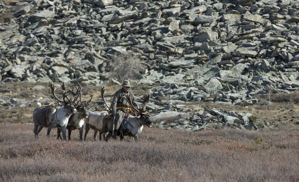 Tsaatan homem viajando com renas em taiga — Fotografia de Stock