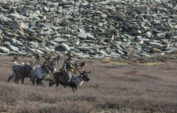 Tsaatan man reizen met de rendieren in de taiga — Stockfoto