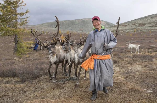 Монгольский человек, идущий с оленями — стоковое фото