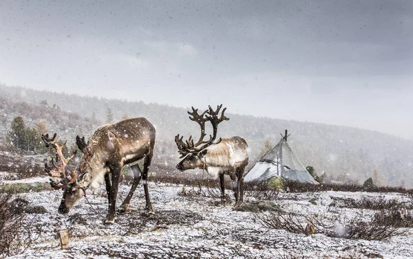 Prachtige rendieren in de sneeuw bedekte taiga — Stockfoto