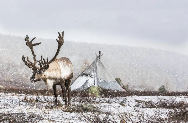 Beautiful reindeer in snow-covered taiga — Stock Photo, Image