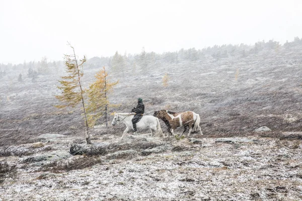 Mongolské jezdci s koňmi ve sněhové bouři — Stock fotografie