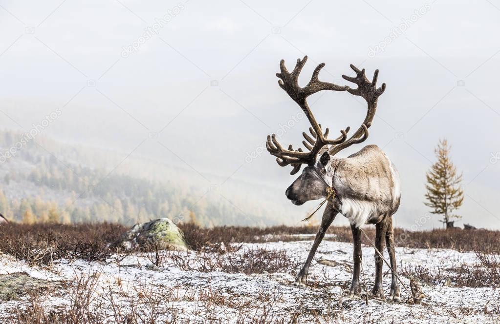 beautiful reindeer in snow-covered taiga