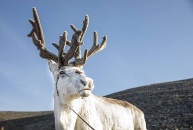 beautiful reindeer in taiga  clipart