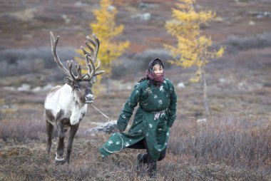 tsaatan woman with reindeer in taiga clipart
