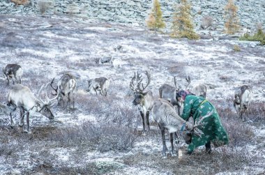 tsaatan woman with reindeer in taiga clipart