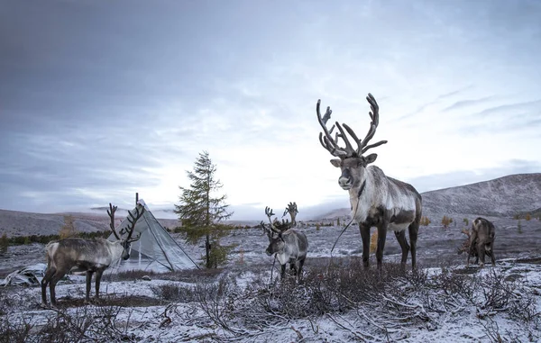 Prachtige rendieren in de sneeuw bedekte taiga — Stockfoto