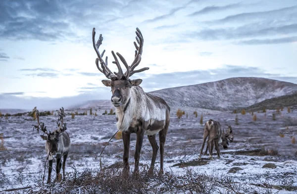karla kaplı Tayga içinde güzel Ren geyiği