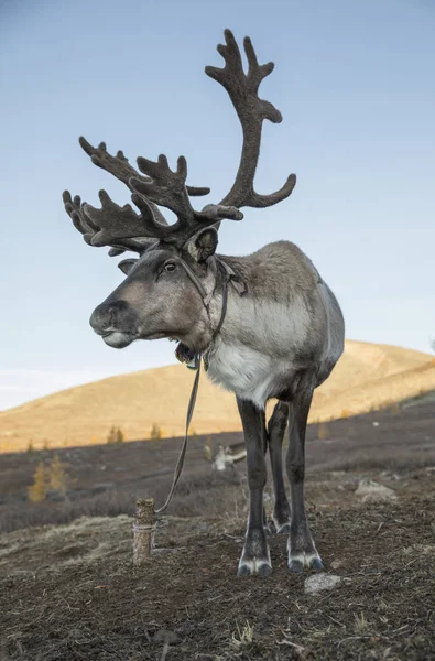 Schöne Rentiere in der Taiga — Stockfoto