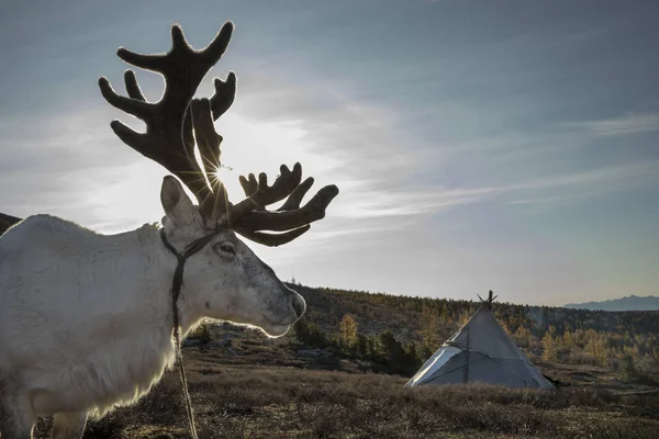 Beautiful reindeer in taiga — Stock Photo, Image