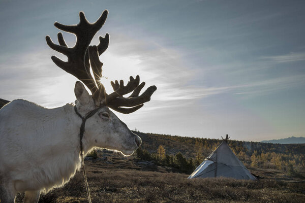 beautiful reindeer in taiga 