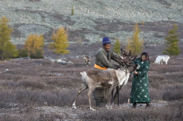 Par med renar i taiga — Stockfoto