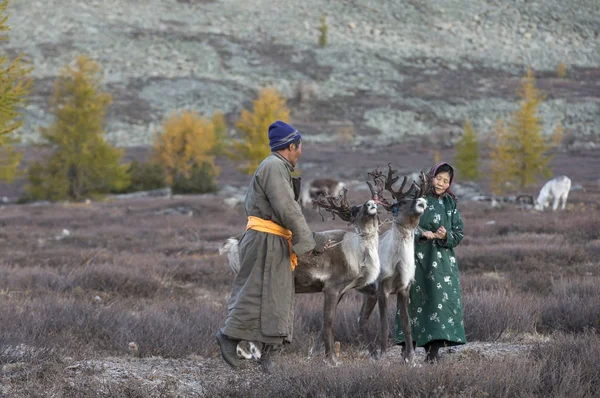 Ren geyiği Tayga Çift