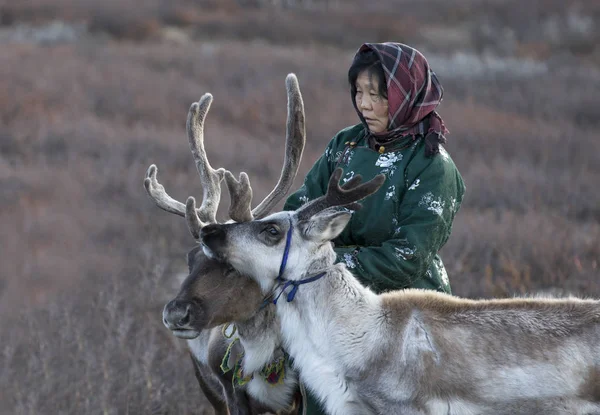 Tsaatan vrouw met rendieren in de taiga — Stockfoto