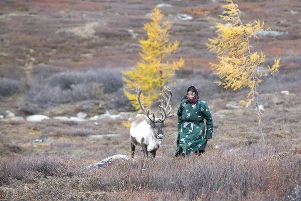 Tsaatan Frau mit Rentieren in der Taiga — Stockfoto