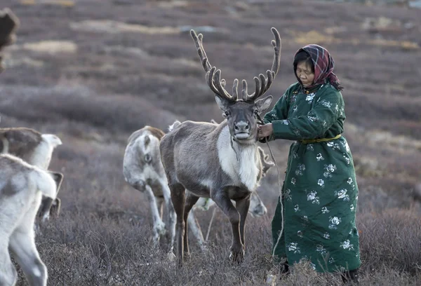 Tsaatan woman with reindeer in taiga — Stock Photo, Image