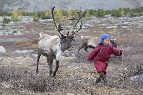 Tsaatan pojke med renar i taiga — Stockfoto