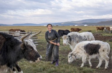 mongolian woman milking cow clipart