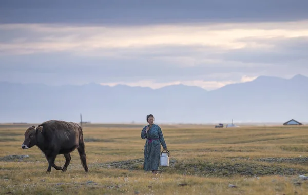 Mongolská žena chůze do mléka krávy — Stock fotografie