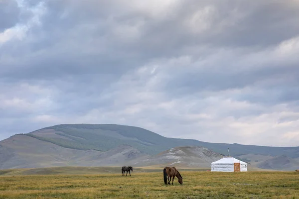 Chevaux mongoliens sur un pâturage — Photo