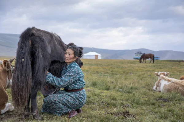 Donna mongola mungitura una mucca — Foto Stock