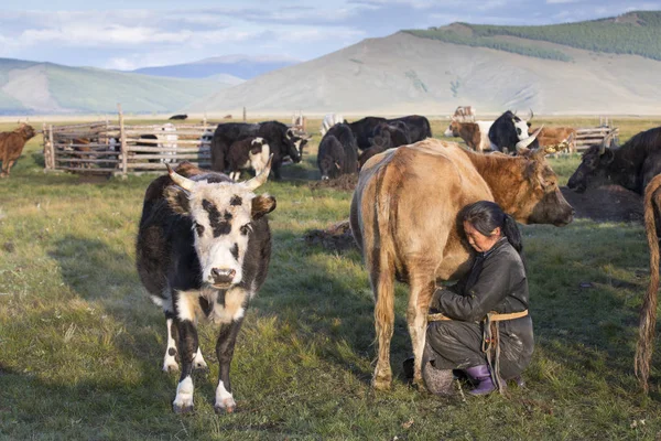 Mongol mulher ordenha vaca — Fotografia de Stock