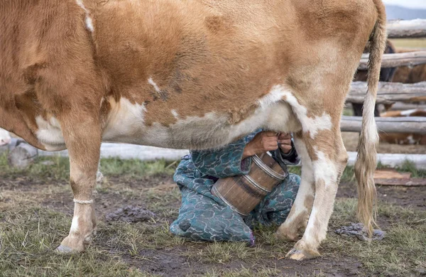 Mongolská žena dojení krávy — Stock fotografie