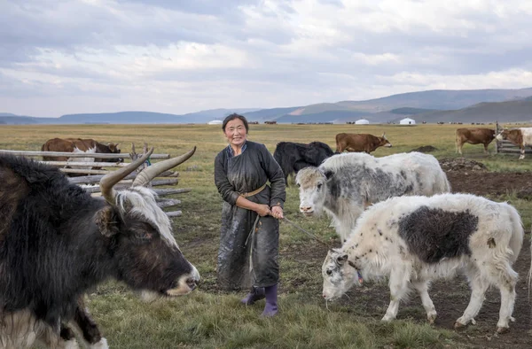 Mongolská žena dojení krávy — Stock fotografie