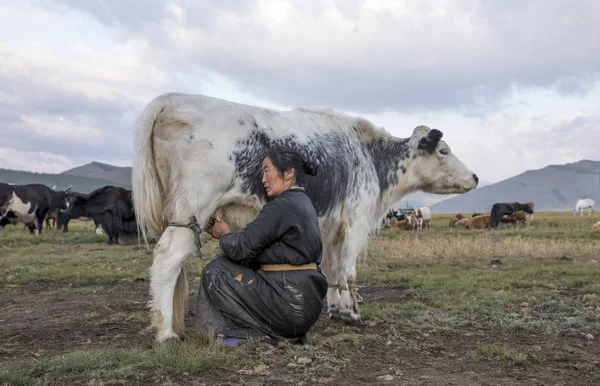 mongolian woman milking cow