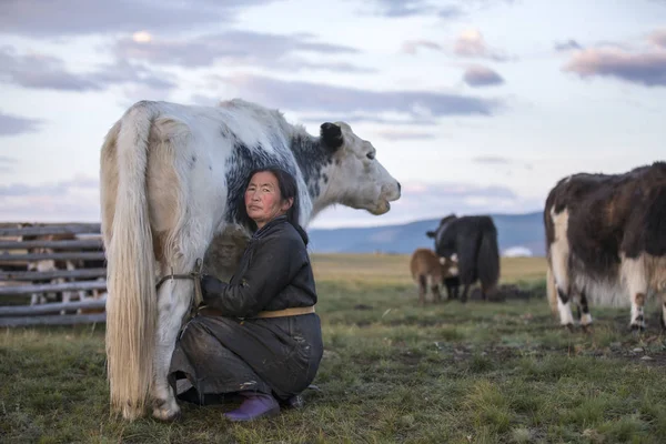 蒙古女人挤奶的奶牛 — 图库照片