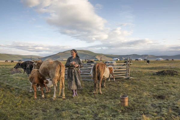 Mongolská žena dojení krávy — Stock fotografie