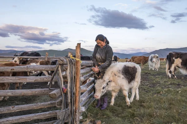 Mongolská žena dojení krávy — Stock fotografie