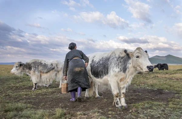 Монгольська жінка дійну корову — стокове фото