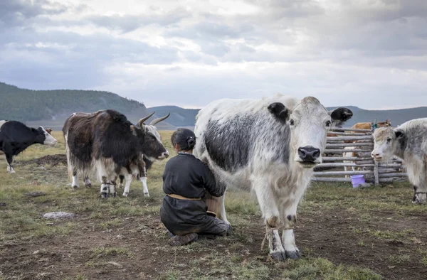 Mongolská žena dojení krávy — Stock fotografie