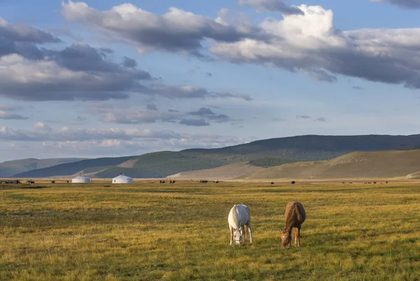 牧草地のモンゴル馬 — ストック写真