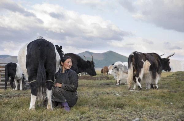 Mongolská žena dojení krávy — Stock fotografie