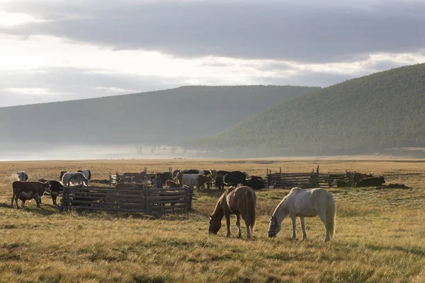 Cavalos mongóis em um pasto — Fotografia de Stock