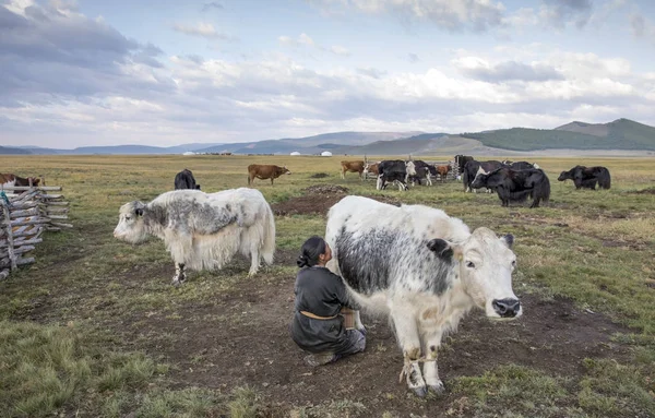 Mongolien femme traite vache — Photo