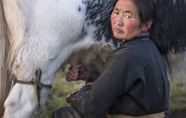 mongolian woman milking cow