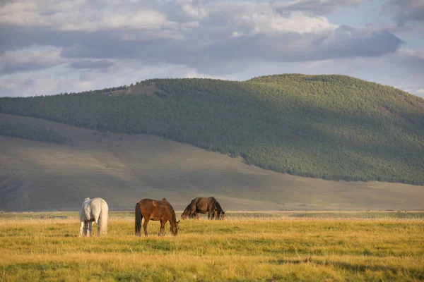 Cavalos mongóis em um pasto — Fotografia de Stock