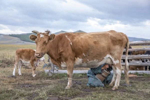Mongoolse vrouw melken een koe — Stockfoto