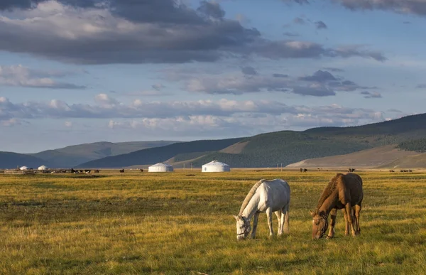 Chevaux mongoliens sur un pâturage — Photo