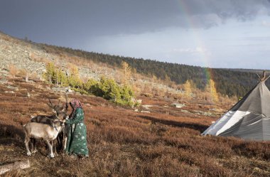 Ren geyiği sağım Tsaatan kadın