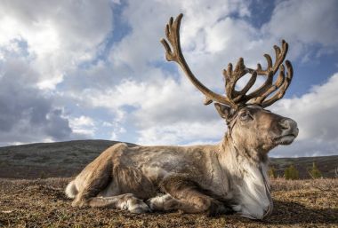 reindeer in northern mongolia clipart