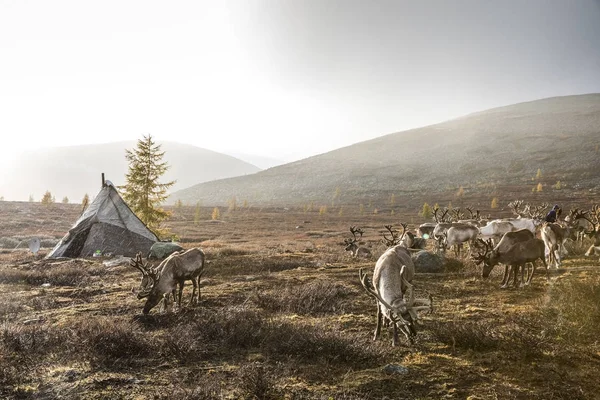 Rein deer in the rain — Stock Photo, Image