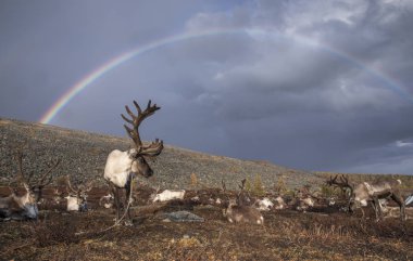 Ren geyiği ve gökkuşağı Moğolistan